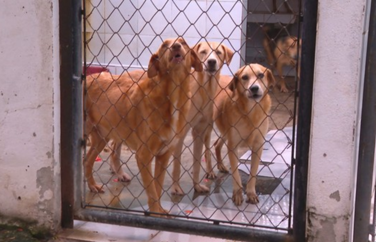 Campanha Abrace a SUIPA na Marques Gym
